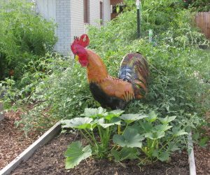 A Rooster Joins the Fun!