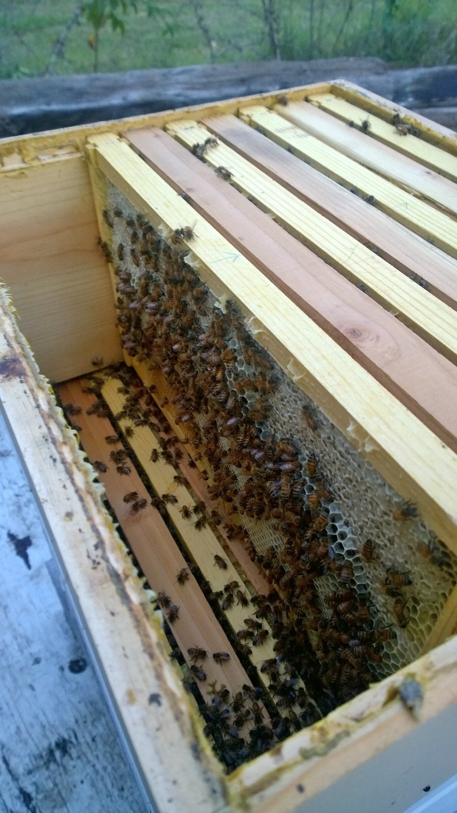 easybee hives