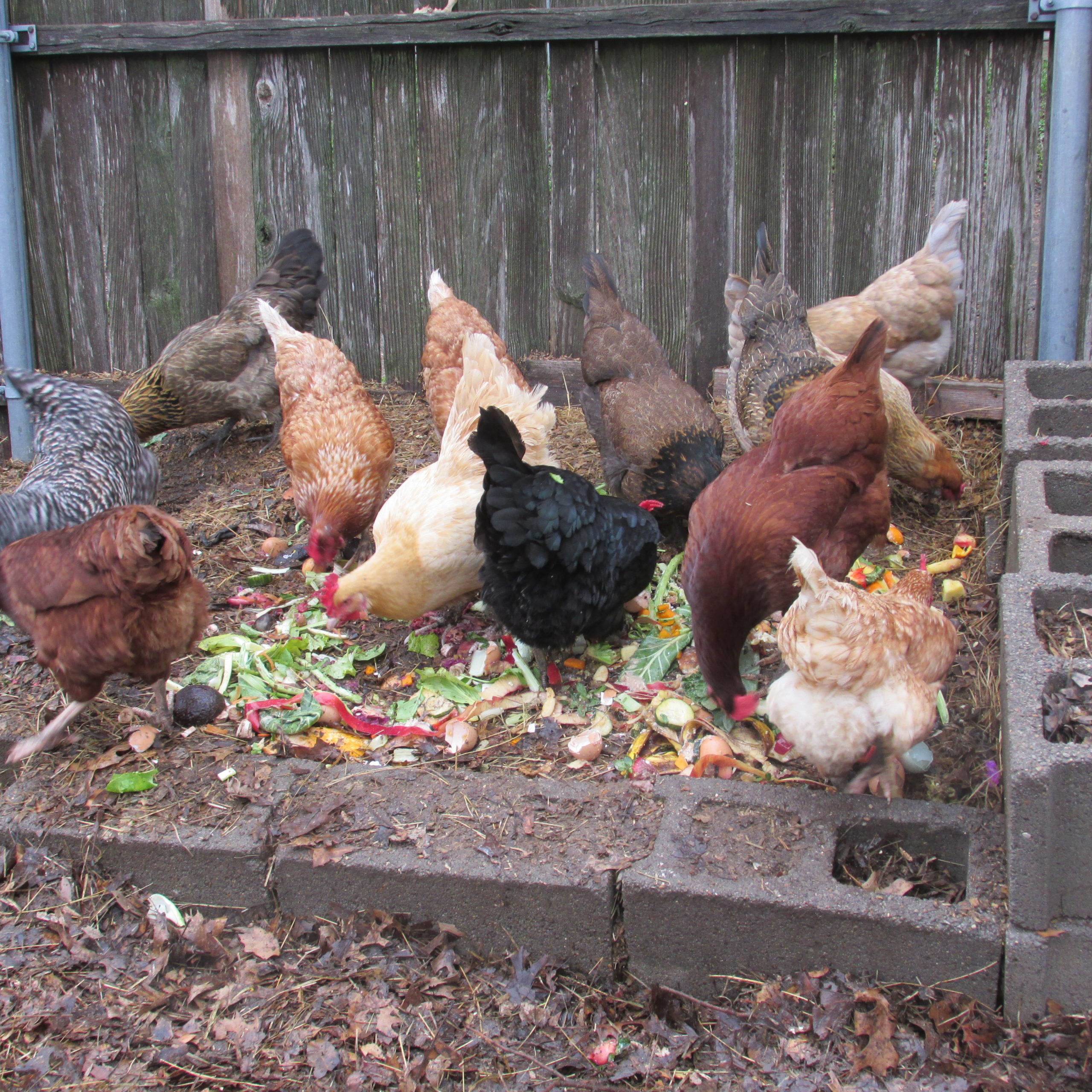 A few things about chickens I wish I had known BEFORE I got them!