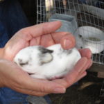 Baby Rabbits on the Homestead