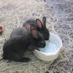 baby rabbits 011