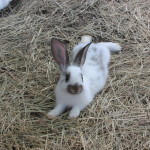 baby rabbits 012