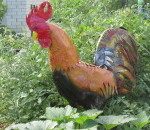 The only rooster on the homestead!