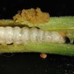 squash vine borer larvae