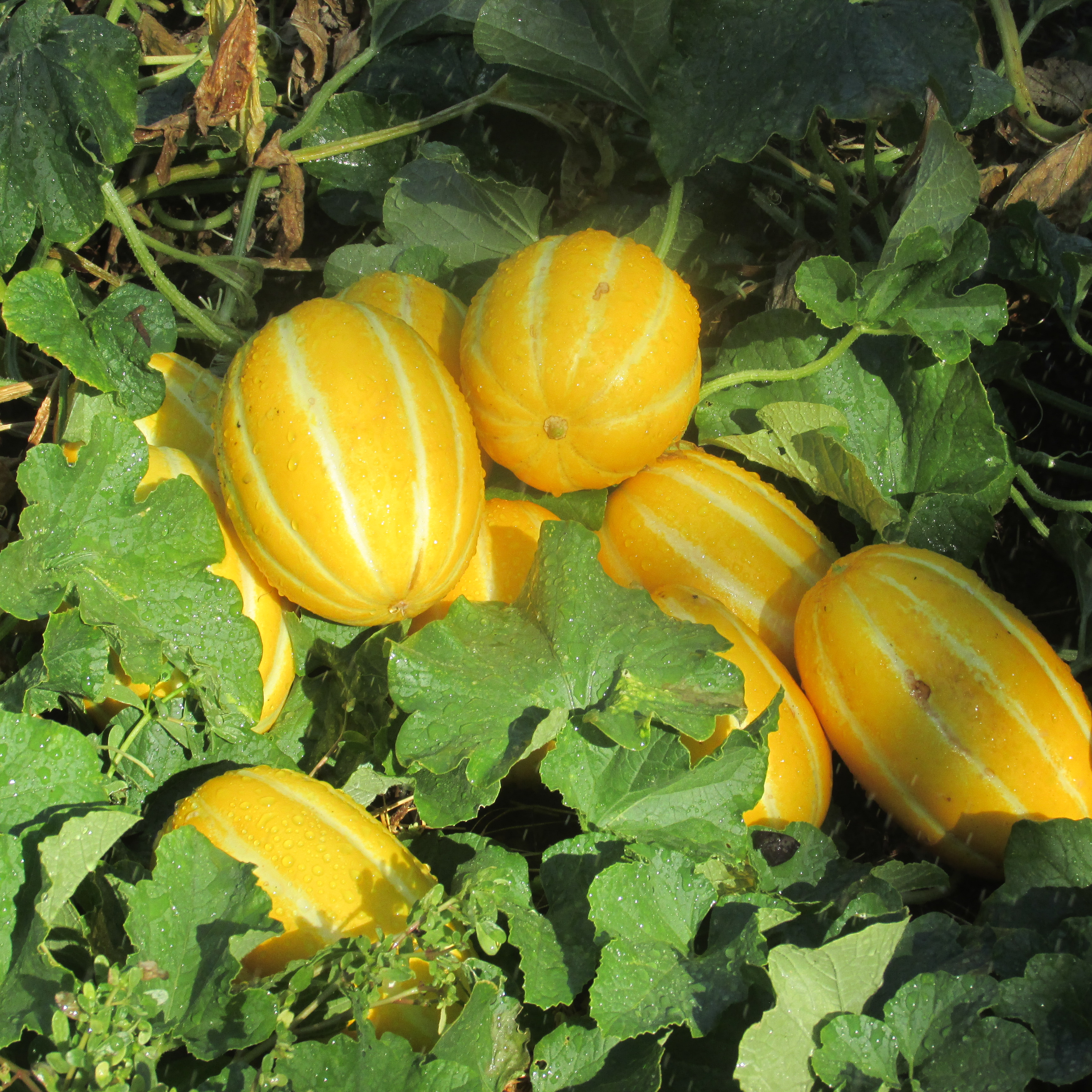 The Newcomer to the Garden: Chinese Yellow Melon
