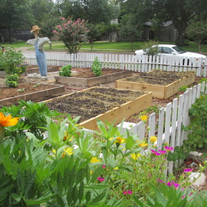 My 2 new beds planted with winter crops.