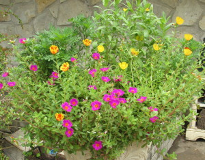 Purslane growing in my front pots, beautiful and delicious!