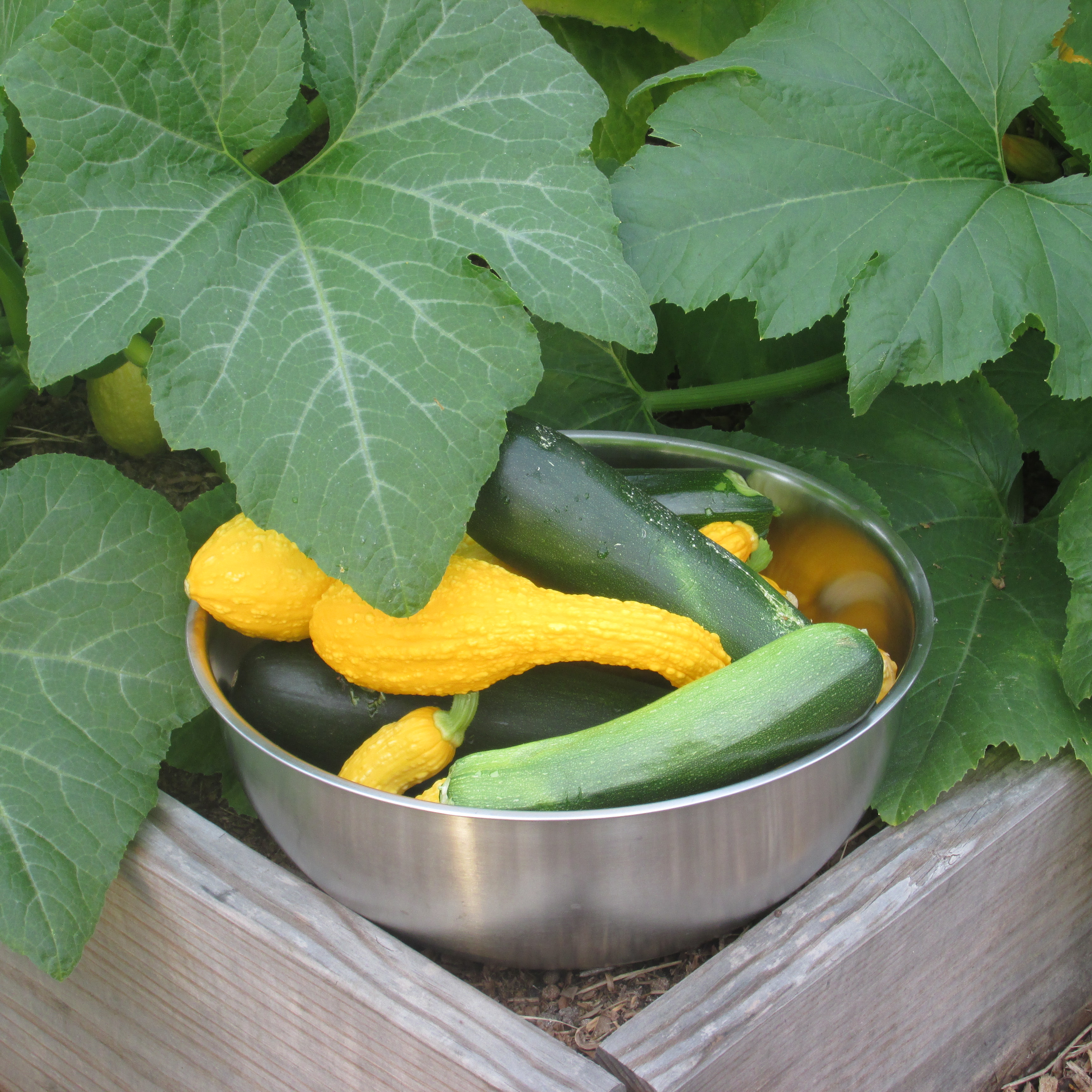 Zucchini; Garden to Table Recipe