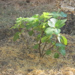 Fig tree newly planted.