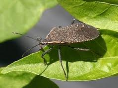 Garden Plan of War; Defeating my nemesis, the Squash Bug and the Squash Vine Borer