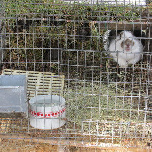 Underground Rabbit Den Experiment | Bloom Where You're Planted