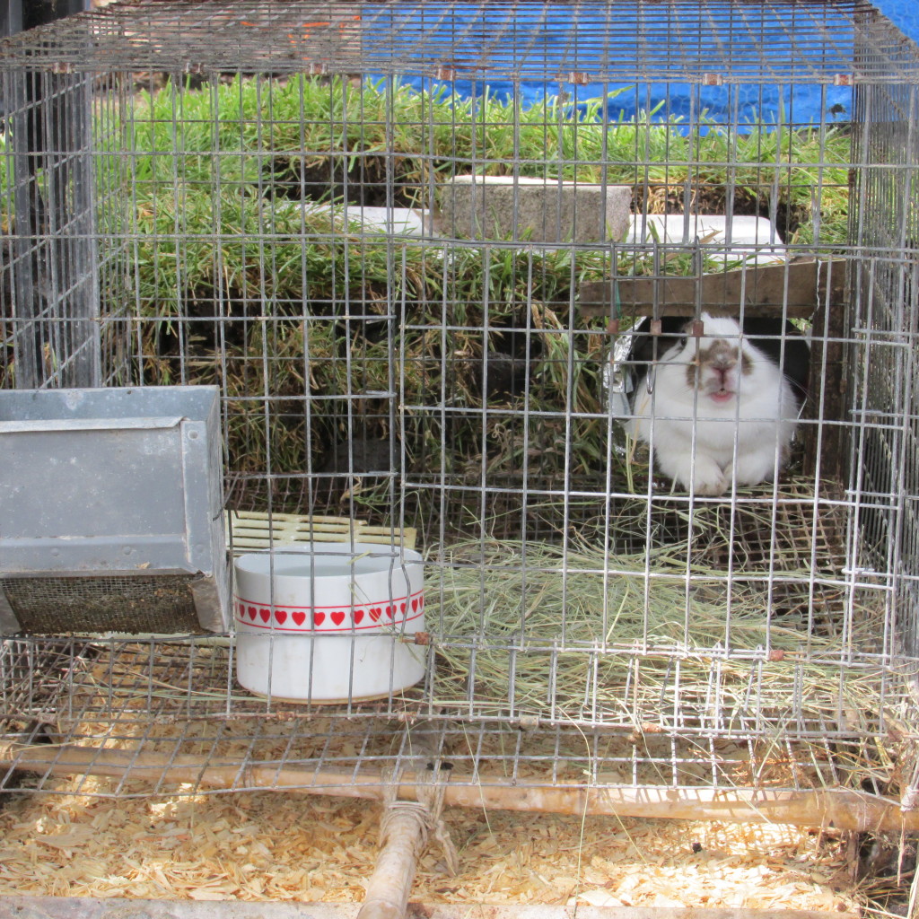 Underground Rabbit Den Experiment | Bloom Where You're Planted