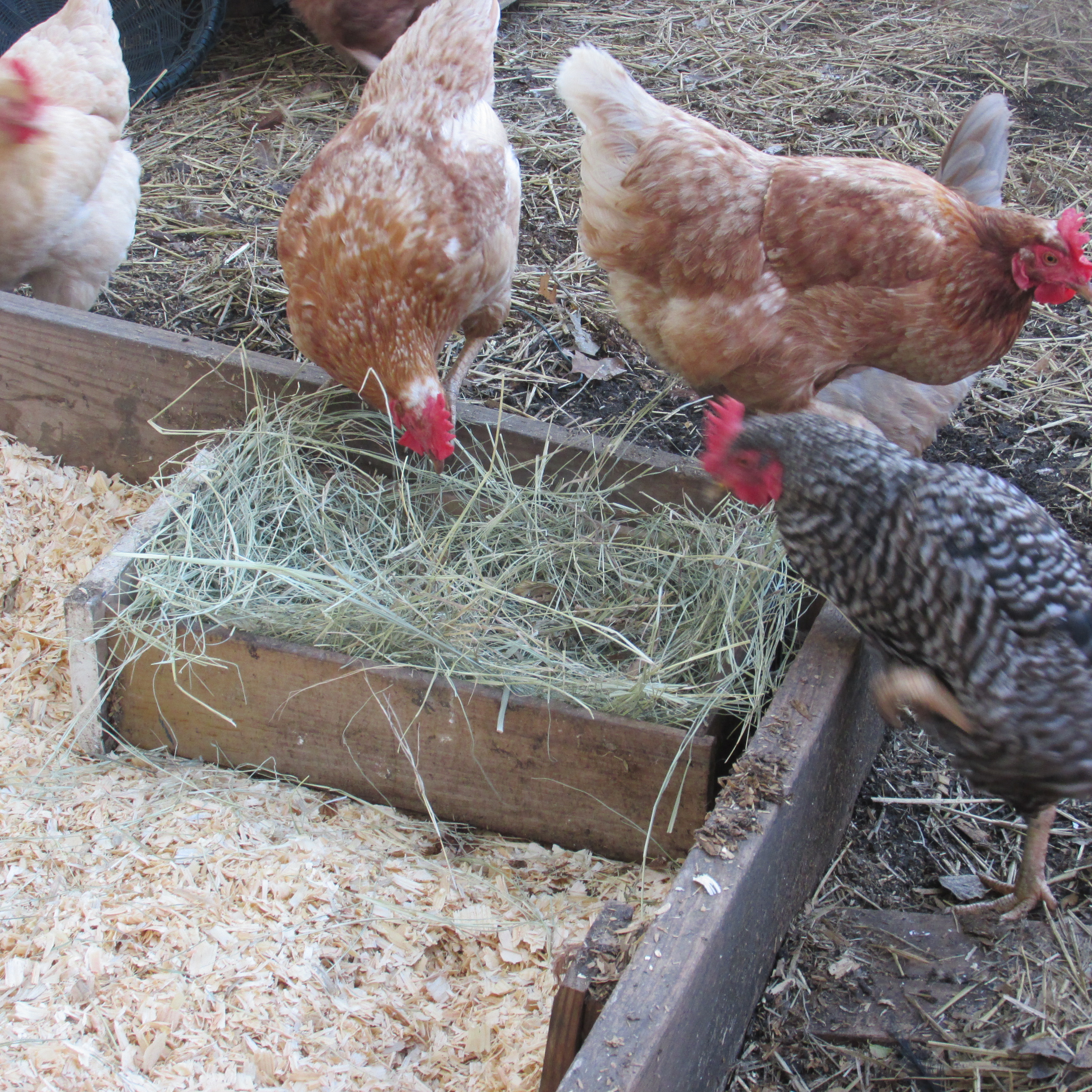Cleaning the Chicken Coop; Fall Chores