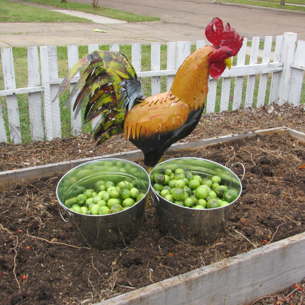 green-tomatoes-garden-to-table-recipe-bloom-where-you-re-planted