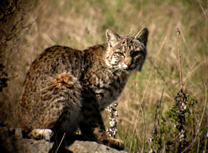 A Night Visitor to the Farm; Bobcat!
