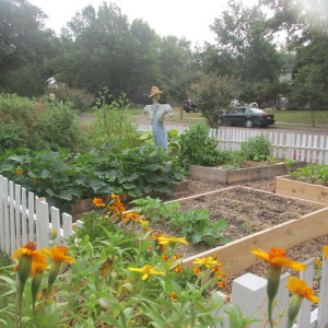Front yard garden as the year came to a close. Eight raised beds and fenced all the way around!