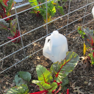 tomato spring 2016 protecting from frost; milk cartons 002