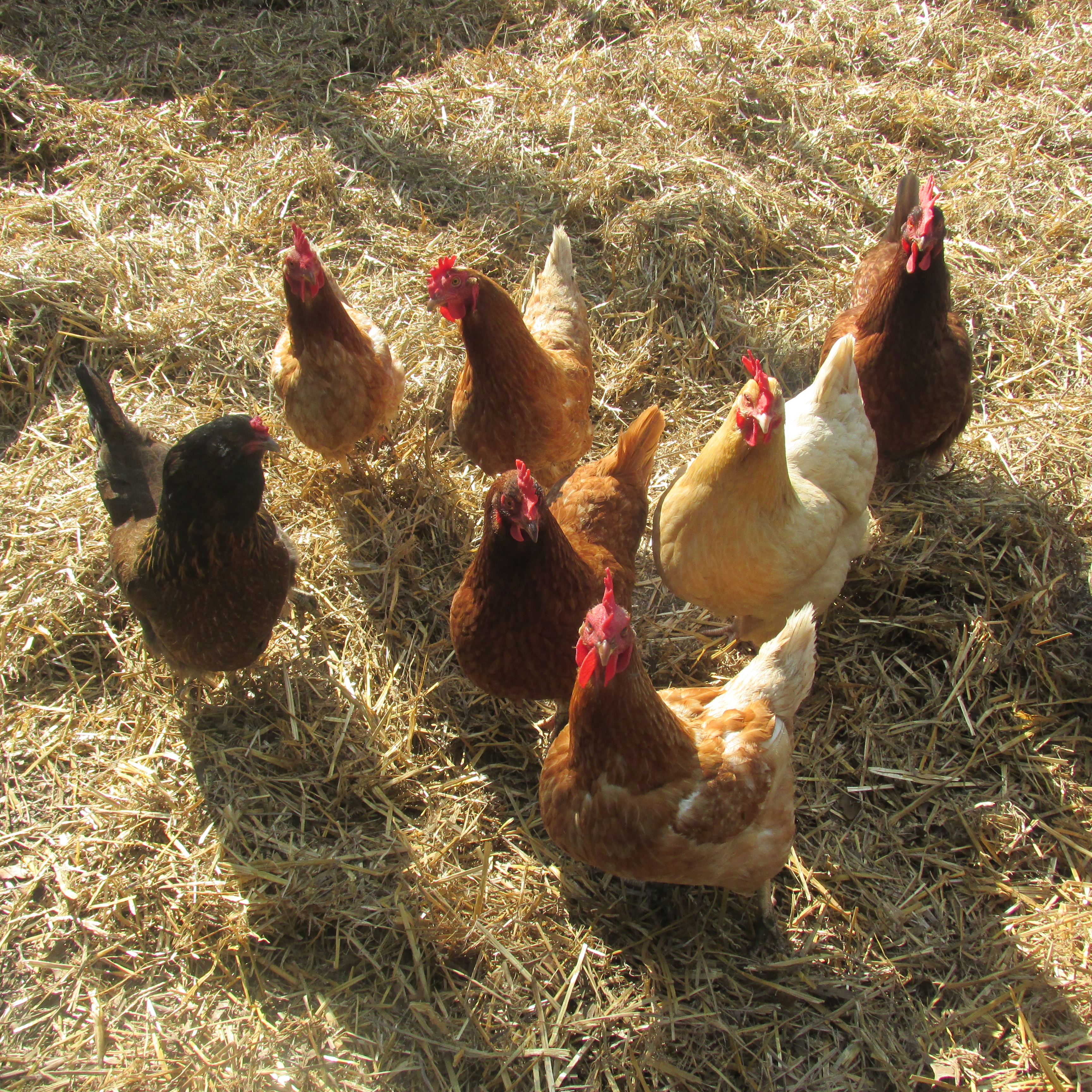 Backyard Chickens; Not Flying Under the Radar Any Longer.