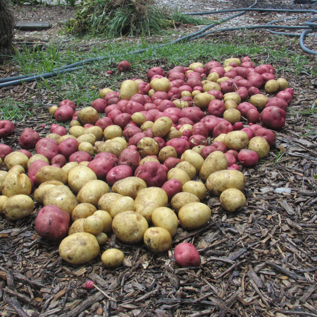 potatoe harvest and braided onion 006