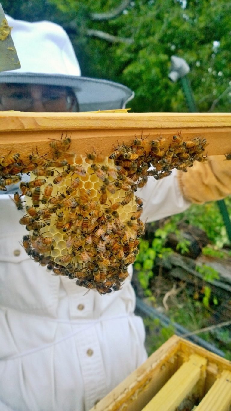 bee hive split