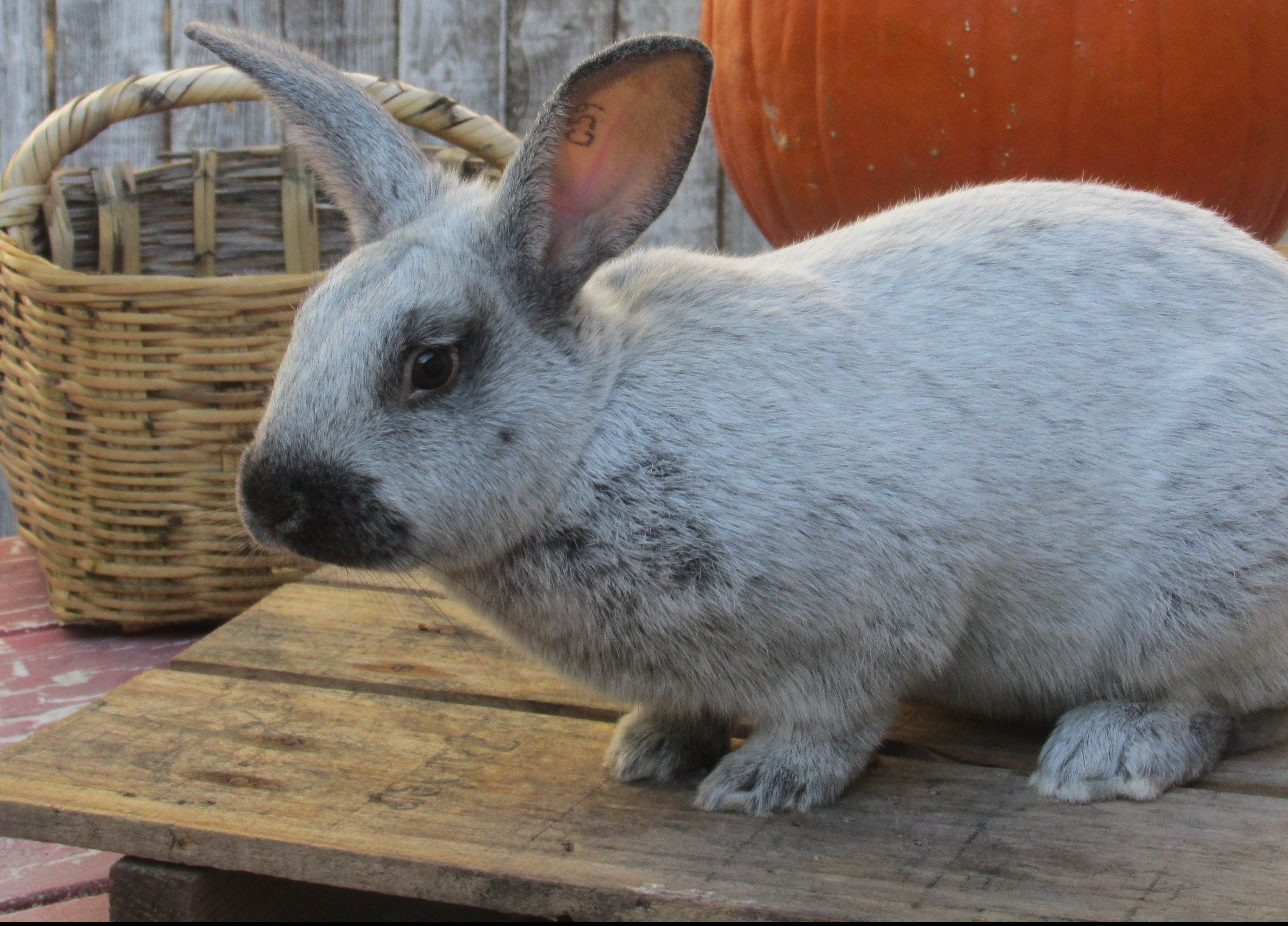 Meet the New Couple; Raising Meat Rabbits on the Homestead