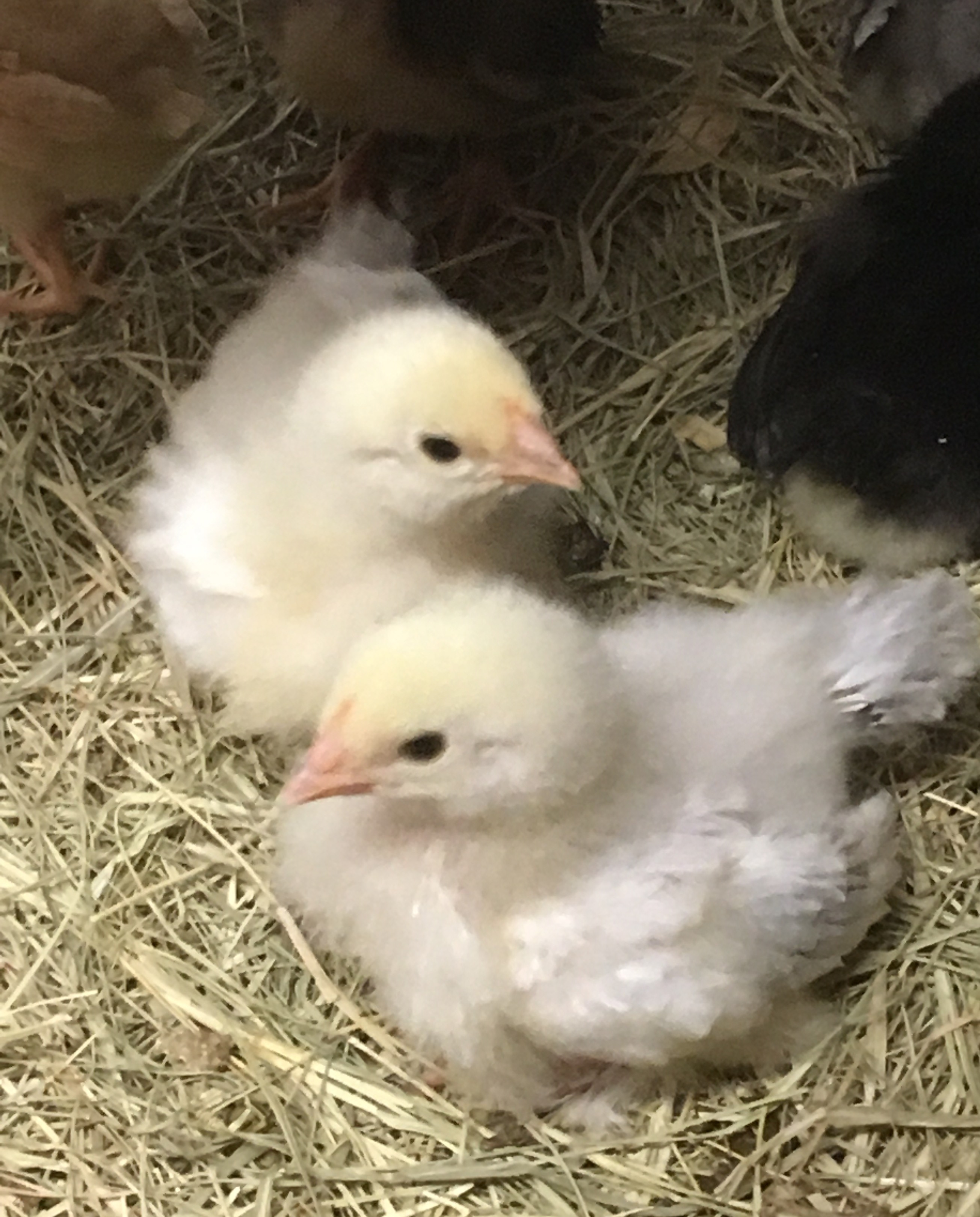 Video of Our Chicken Powered Lawn Mower & Spring Chicks!