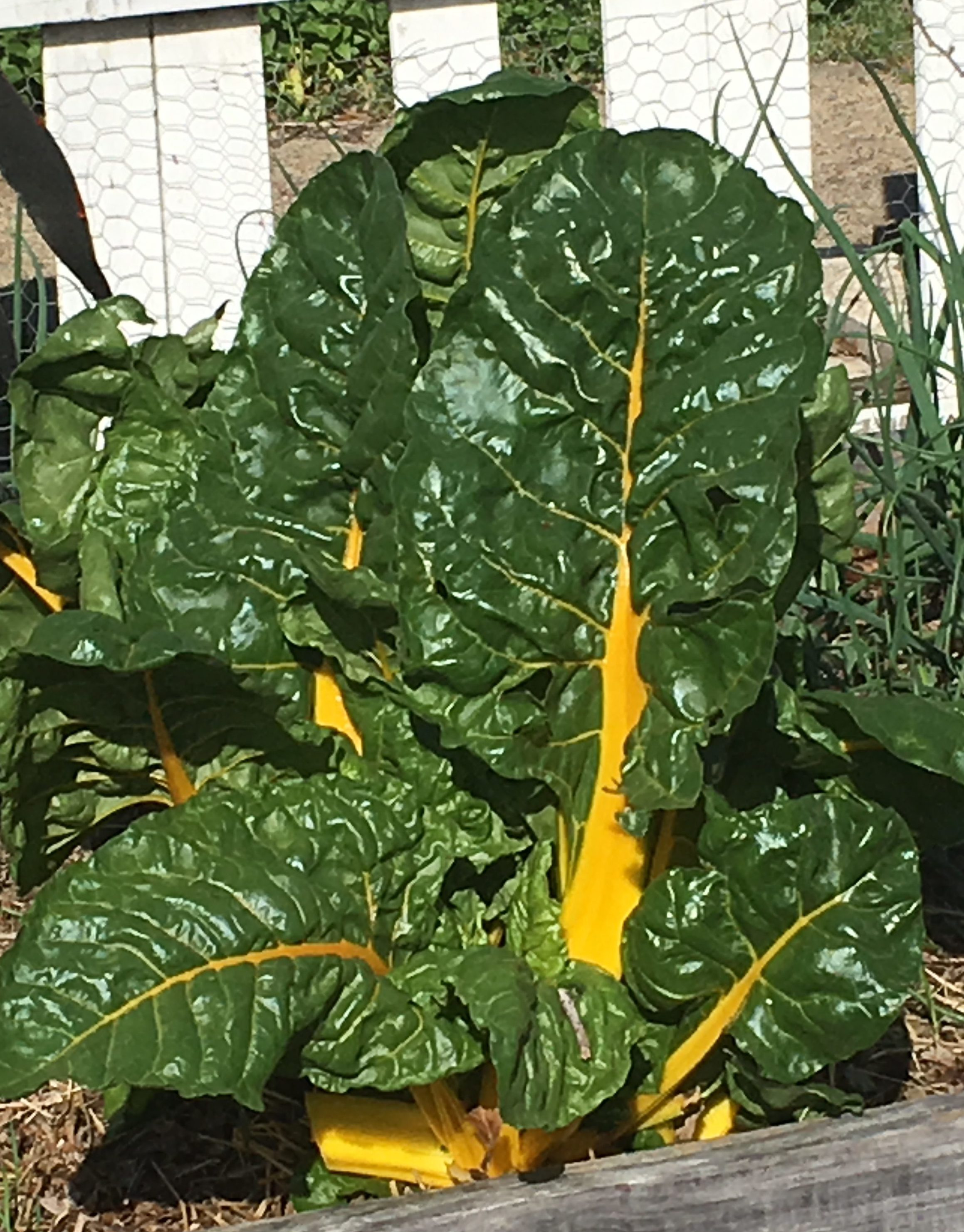 Garden to Table Recipe; Swiss Chard, The Jewel of the Spring Garden!