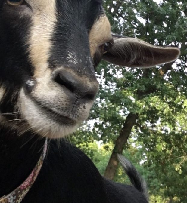 A’ framping we will go! Farm Camping, Learning about Goats!