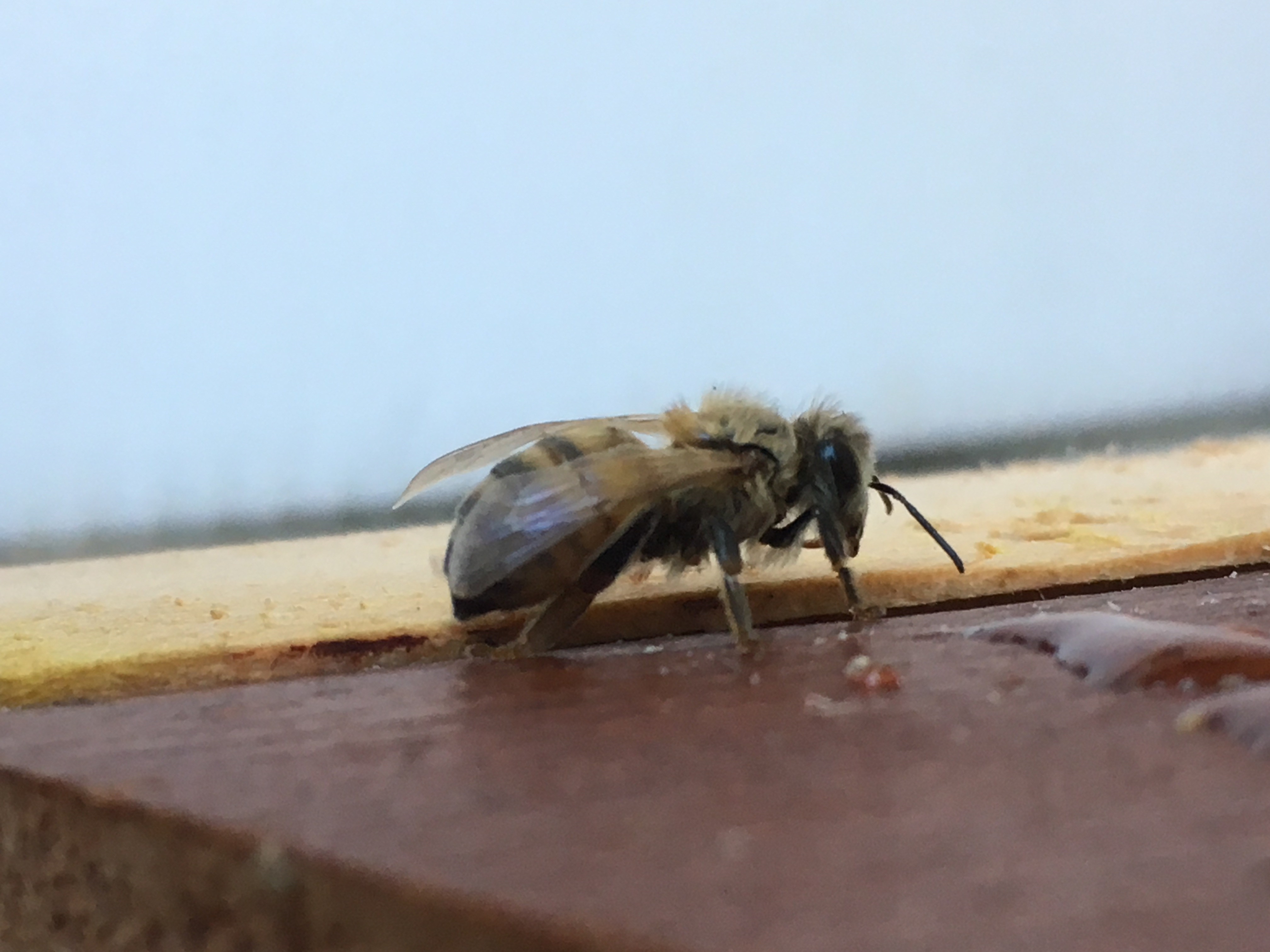 Bee Update; Where is the Queen?