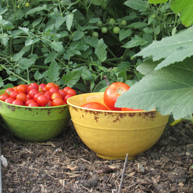It’s Tomato Time in North Texas! PPP is the Secret to