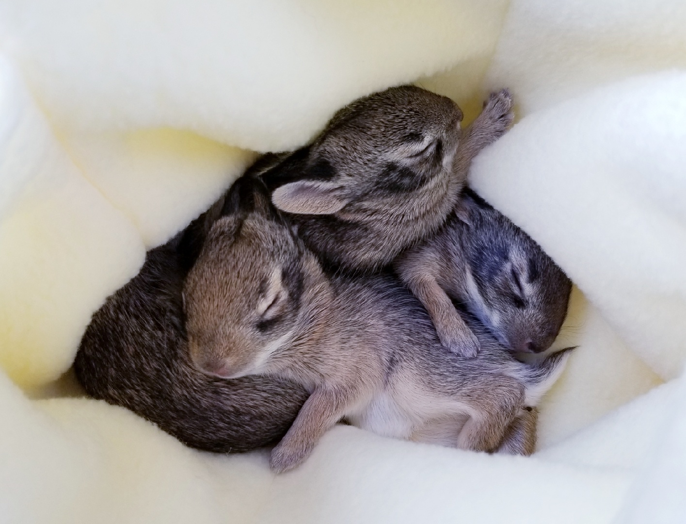 How to Rescue Baby Rabbits and Keep them Alive!