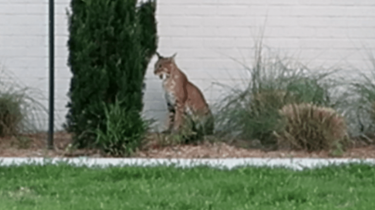 Bobcat Attacks the Homestead!