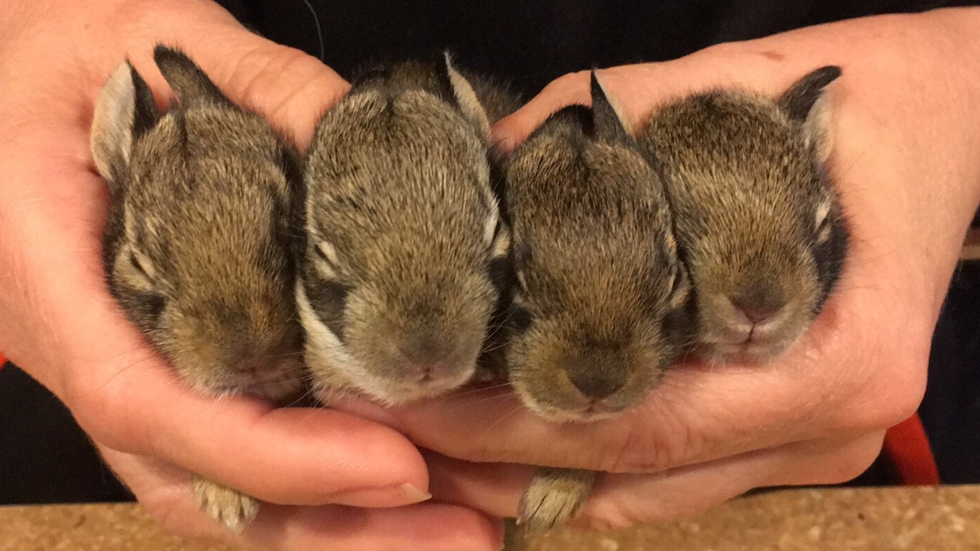 baby bunnies all in a row