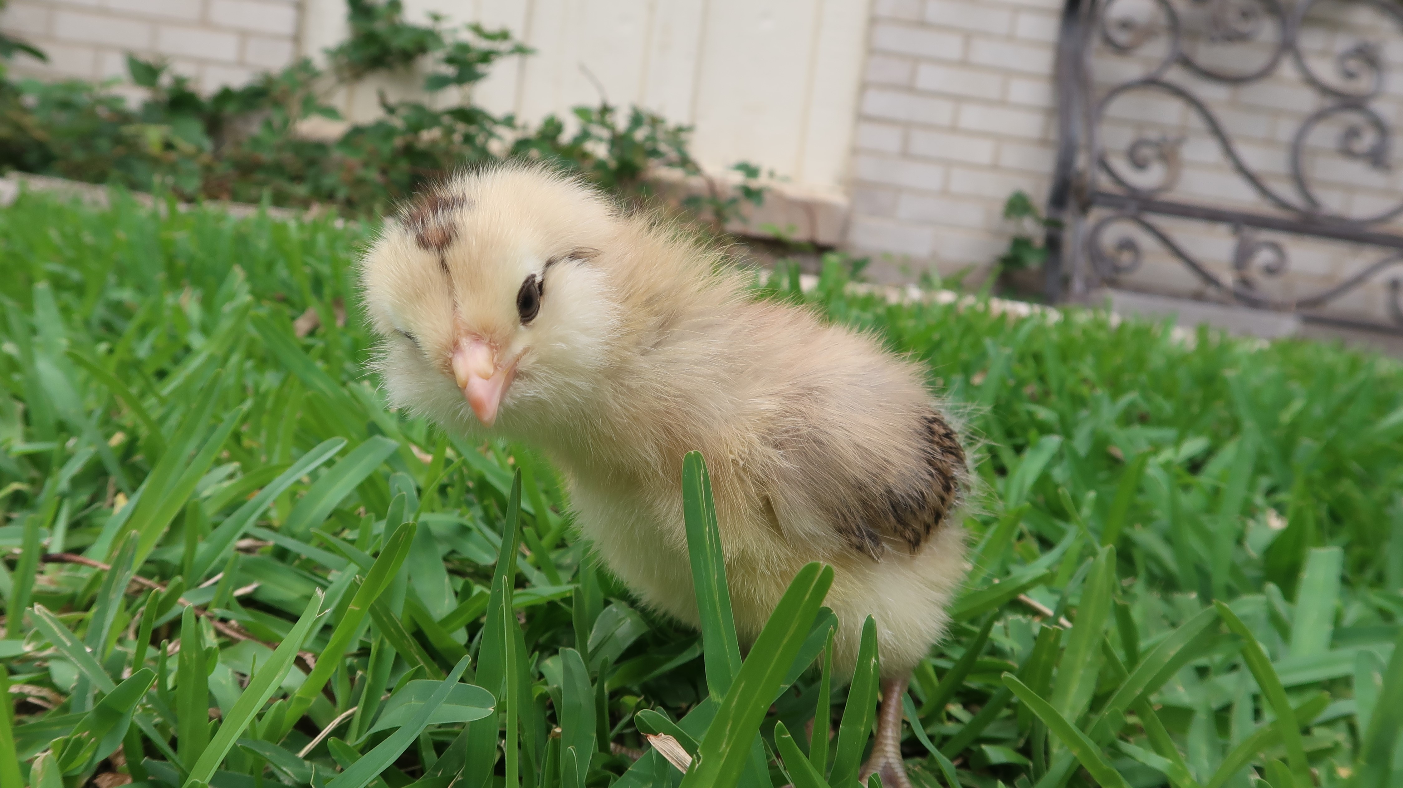 new chick