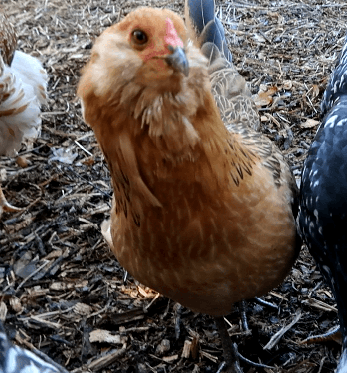 My Chickens have the pox!