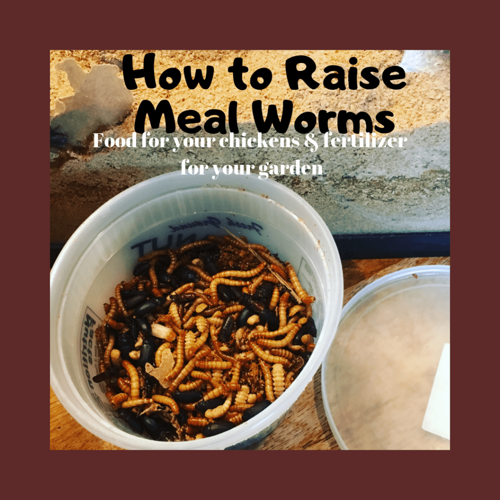 My Worm Farming Journey: Breeding Worms for Healthier Soil — Bloom