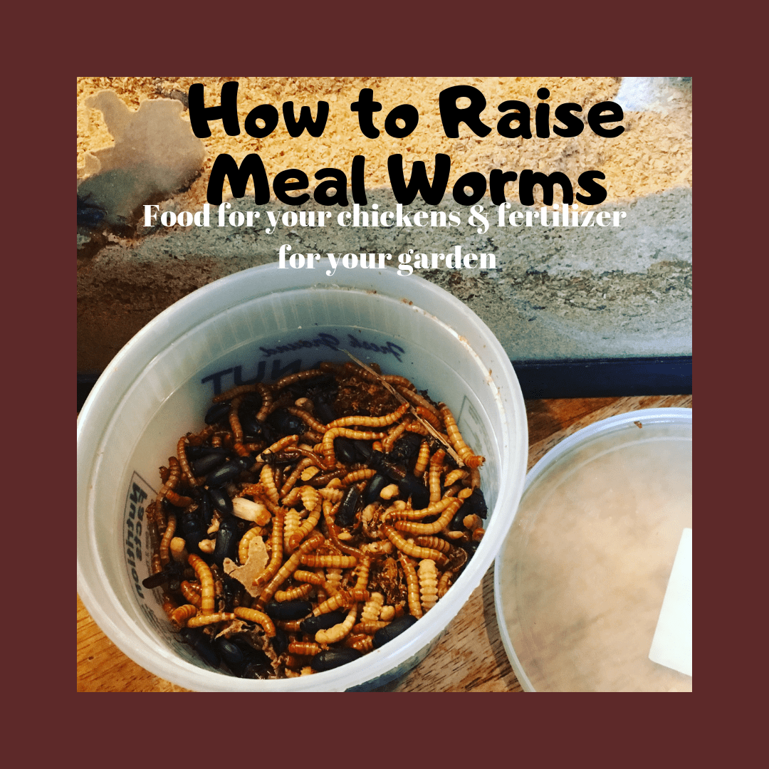 Using Insects on the Homestead; Raising Meal Worms