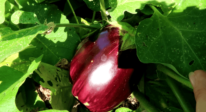 God’s Promise and The Bitter Eggplant