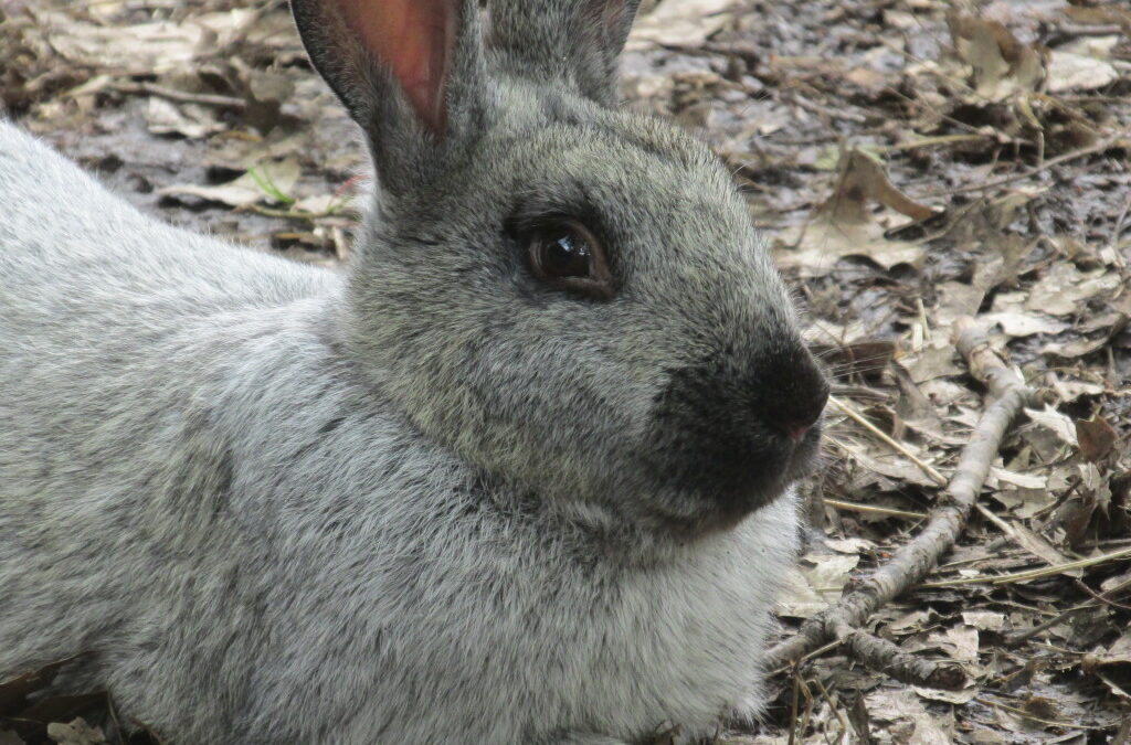 Meet Clarence; The Man of the Hour on the Homestead. Raising Rabbits on the Urban Homestead.