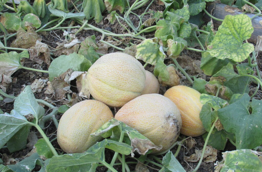 The Story of Defending the Last Ripe Melon; How to keep squirrels from eating everything you grow!