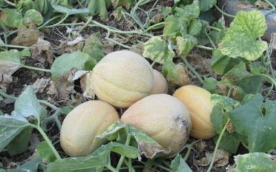The Story of Defending the Last Ripe Melon; How to keep squirrels from eating everything you grow!