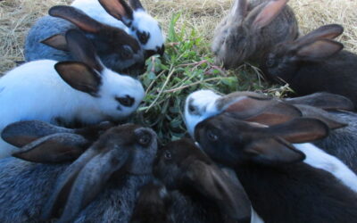 A Step Towards Sustainability on the Homestead: Growing Feed for Rabbits