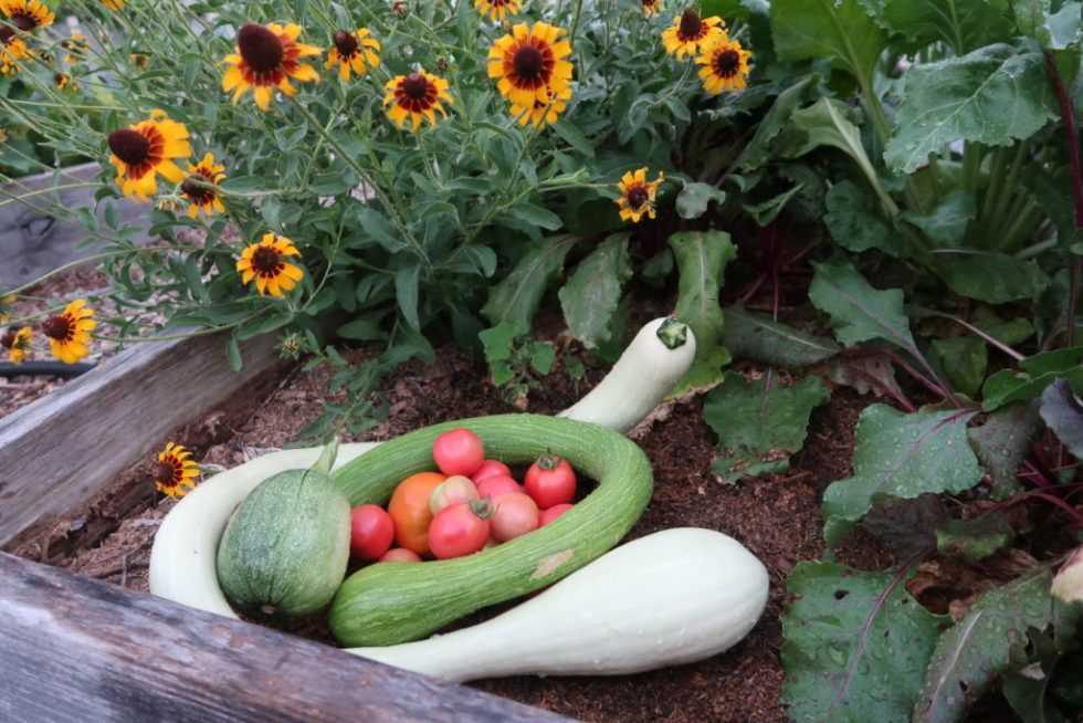 Win The War Against The Squash Vine Borer With Resistant Varieties   Veggies In FYG 980x654 